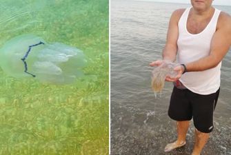 В Азовском море появились агрессивные медузы: что о них известно