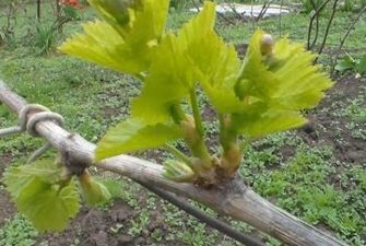 Советы дачникам: как правильно ухаживать за кустарниками и виноградом в середине весны
