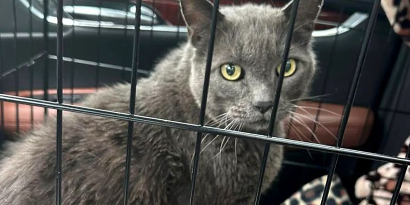 Потерянного кота нашли через 5 лет почти за 2000 километров от дома