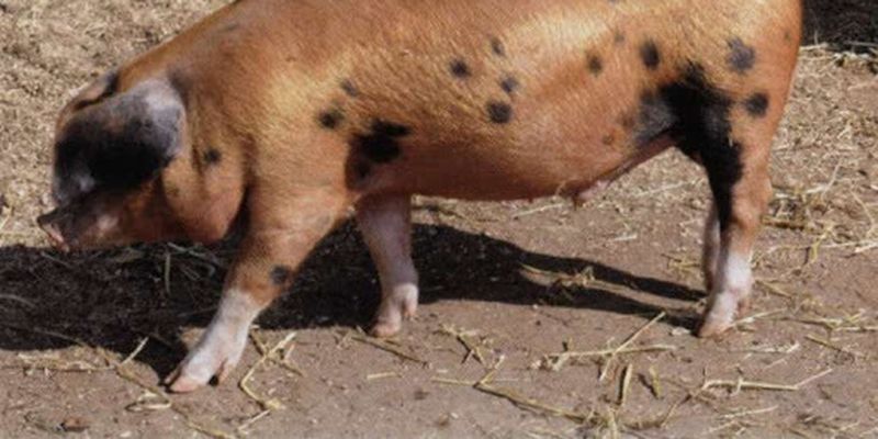 Жителям села в Запорожской области докучают свиньи