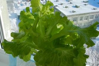 Свіжа зелень цілий рік: як виростити листя салату у квартирі