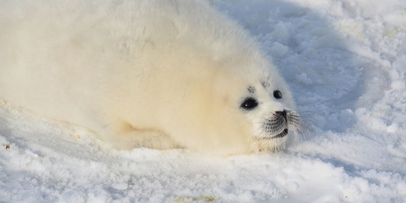 На березі Каспію знайшли десятки мертвих червонокнижних тюленів, чимало було без шкур