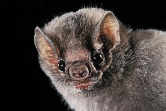 В отруті мохноногих вампірів знайшли ліки від гіпертонії