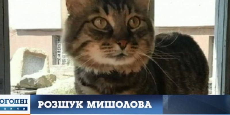 В Днепре разыскивают пропавшего работника музея – кота Семена