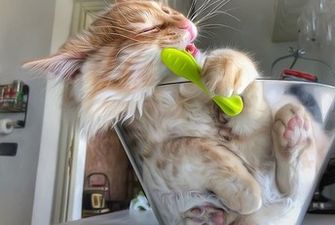 Фотограф постит снимки беззаботной жизни своего кота, и пушистому просто нельзя не позавидовать/За жизнью кота в соцсети следят более 60 тыс. фолловеров