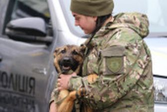 Шукачі вибухівок: Фонд Говарда Баффета передав поліції Київщини службових собак
