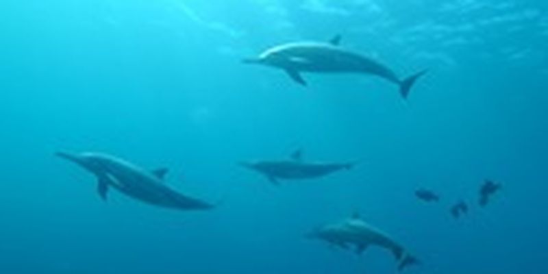 Из-за российской агрессии в Черном море массово гибнут дельфины
