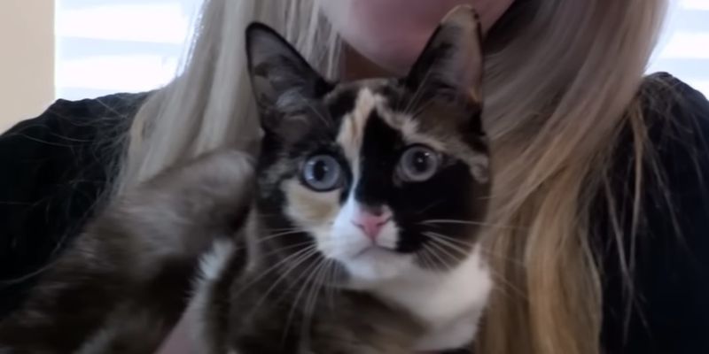 Самый большой страх котолюба: женщина случайно запаковала в посылку свою кошку