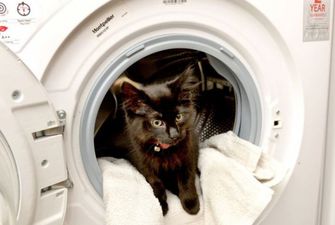Жительница Великобритании не заметила котенка в стиральной машине и 20 минут стирала его