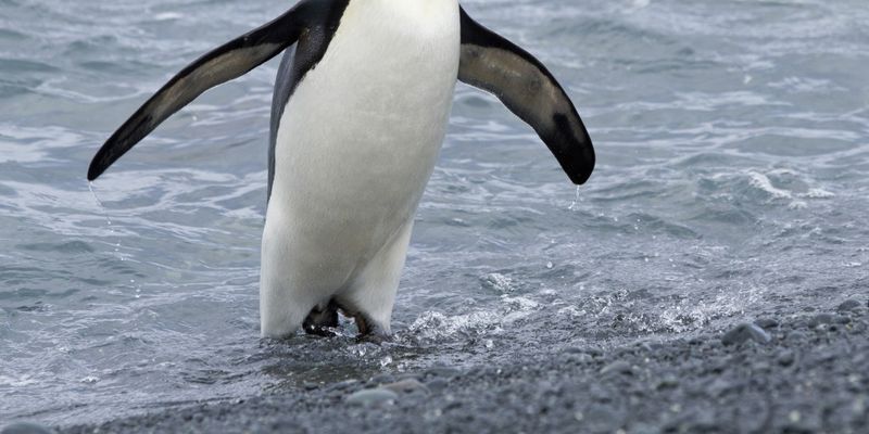 Смелый пингвин запрыгнул в лодку к ученым и рассмешил Сеть