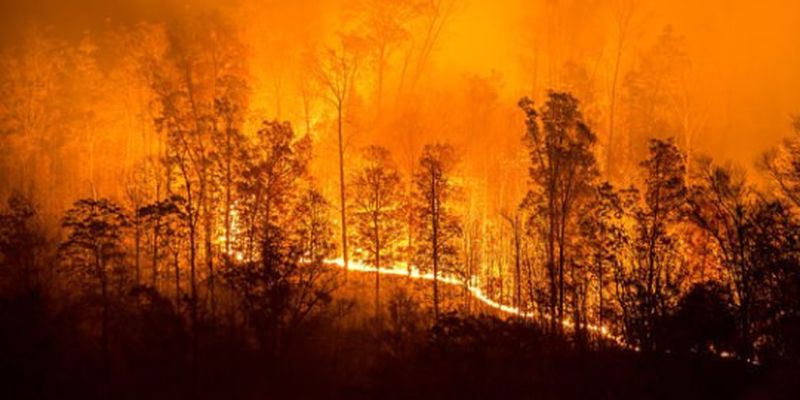 Лісова пожежа на Канарах: площа постраждалих районів становить 1 тис. га