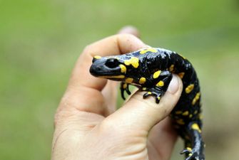 Люди могут регенерировать суставы, как саламандры – ученые