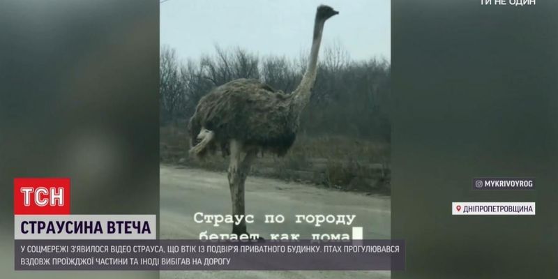Вулицями Кривого Рогу блукав страус