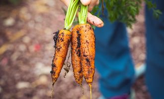 Морковь можно будет собирать непрерывно: уловки посадки овоща