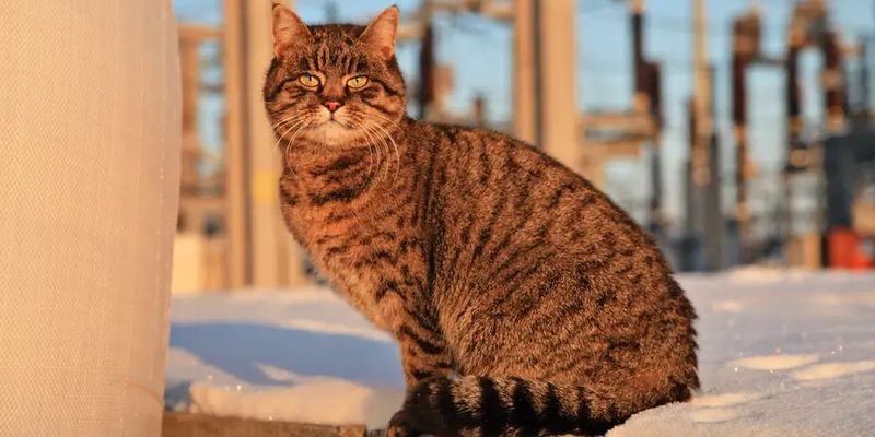 В "Укрэнерго" показали кошку, которая 9 лет живет на разрушенной россиянами подстанции
