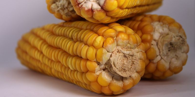 З України експортували 1,5 млн тонн кукурудзи