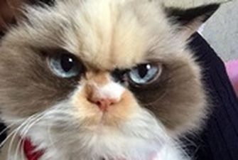 В сети нашли "реинкарнацию" Grumpy Cat