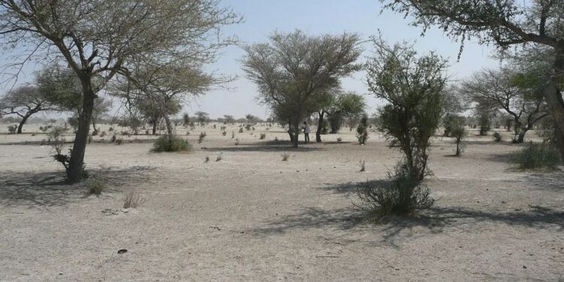 Искусственный интеллект подсчитал деревья в Сахаре