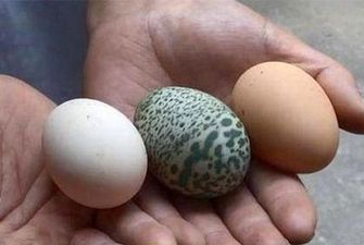 В Китае курица снесла зеленое яйцо с узором