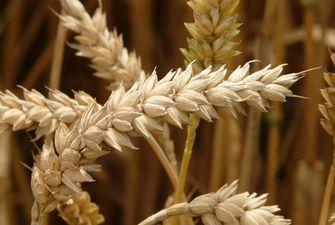 Україна запросила Ізраїль приєднатися до зернового проєкту Grain from Ukraine