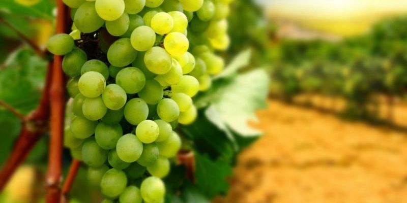 В Украине переработка винограда уменьшилась вдвое