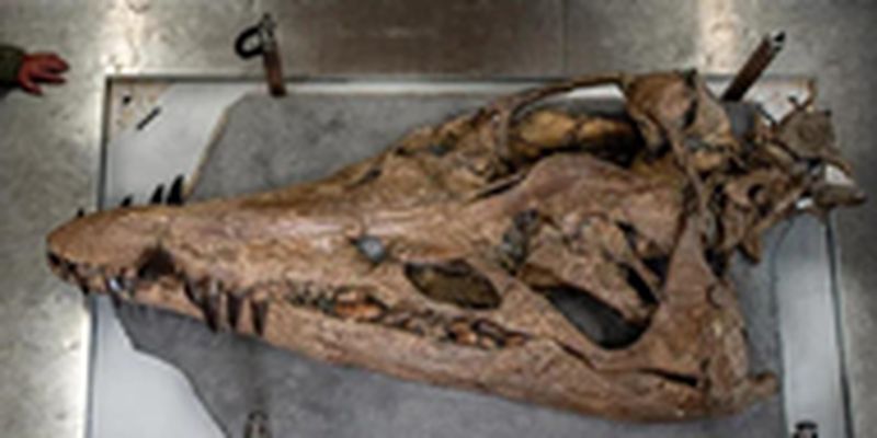 В Англии ученые сняли со скалы гигантский череп плиозавра