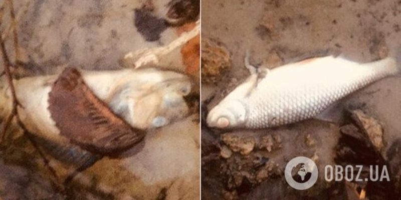 Ужасная вонь и мертвая рыба: под Днепром назревает экологическая катастрофа