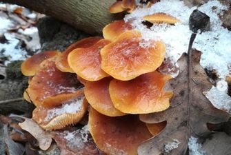 Аномальная зима в Украине: в лесах появились грибы, цветут розы и подснежники