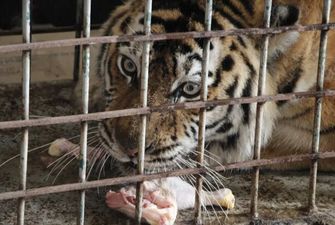 В Днепре рассказали о сложностях эвакуации животных из Харькова: известна судьба тигра