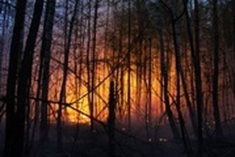 В Луганской области РФ уничтожила более 17 тысяч гектаров леса