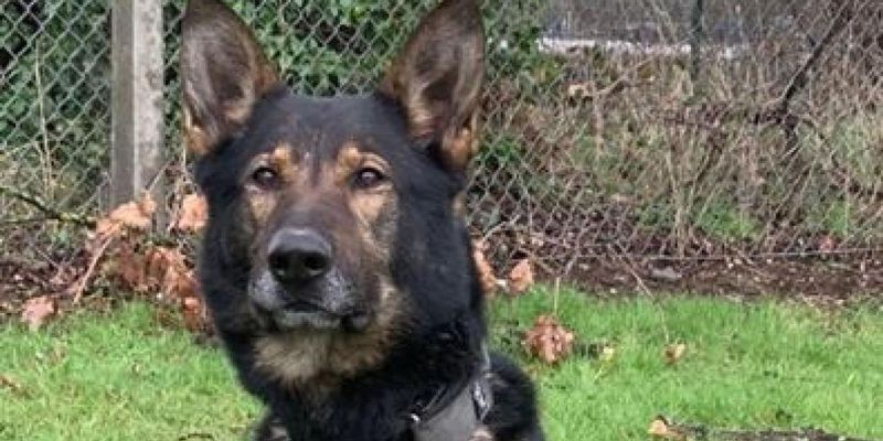У Британії собака-поліцейський посеред ночі за дві хвилини знайшла загублену обручку