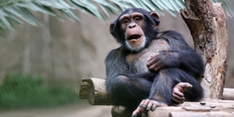 Жесты людей и шимпанзе совпадают на 95% – исследование