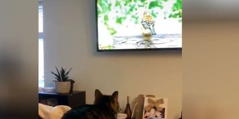 «Обезбашенный охотник»: Полосатый кот напал на птицу в телевизоре и рассмешил Сеть