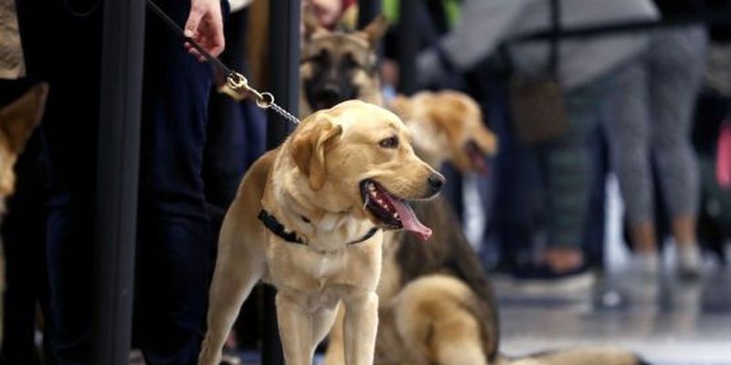 Собаки проти коронавірусу: в аеропорту Гельсінкі чотирилапі виявлятимуть інфікованих пасажирів
