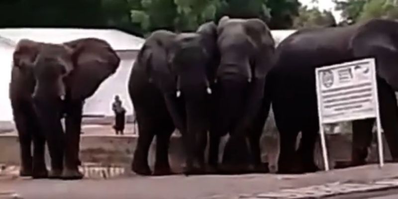 В Камеруне слоны из-за жажды затоптали двух человек
