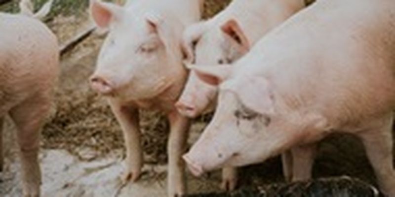 В Гонконге мясник получил смертельное ранение от свиньи