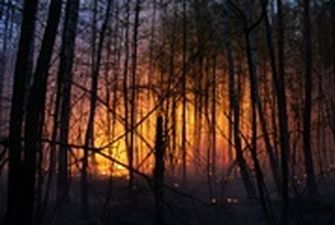Количество пожаров из-за сжигания сухостоя возросло вдвое