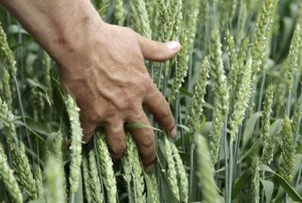 Україна збільшила експорт зерна до 26 мільйонів тонн