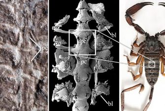 Ученые нашли уникальные останки существа, жившего полмиллиарда лет назад: фото