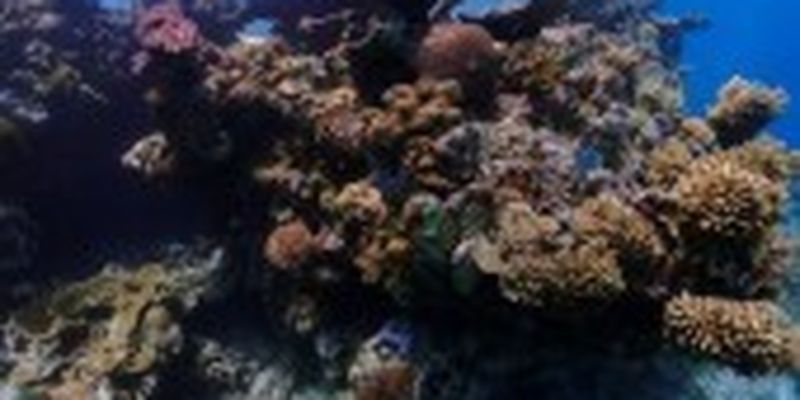 Скандал навколо Великого Бар'єрного рифу: ЮНЕСКО і Австралія пішли на нове коло суперечок про статус "під загрозою"