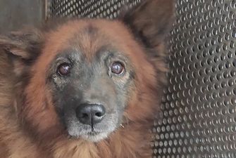 В Днепре спасают контуженого пса Крым, который ждал владельцев на руинах разрушенного дома