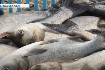 У Дніпро запустили понад 3 тони риби та очистили дно – відео
