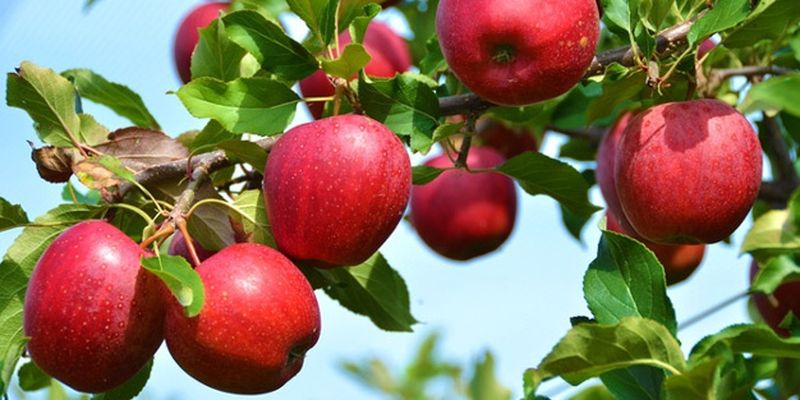 Україна втратить частину врожаю ранніх яблук та кісточкових фруктів через заморозки