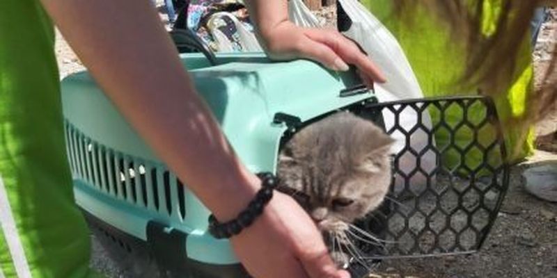 У київській багатоповерхівці, пошкодженій від атаки РФ, врятували кішку: зворушливі фото