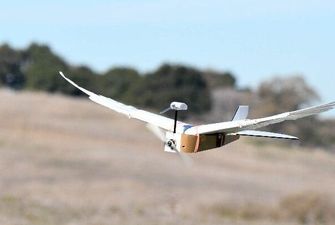 Робототехніки створили дрон з крилами на пір'ї голуба