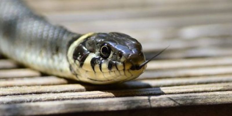 Как избежать укуса змеи: простые правила