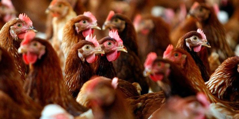 Из-за птичьего гриппа в Нидерландах уничтожили 300 тысяч кур