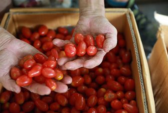 В Україні дешевшають помідори