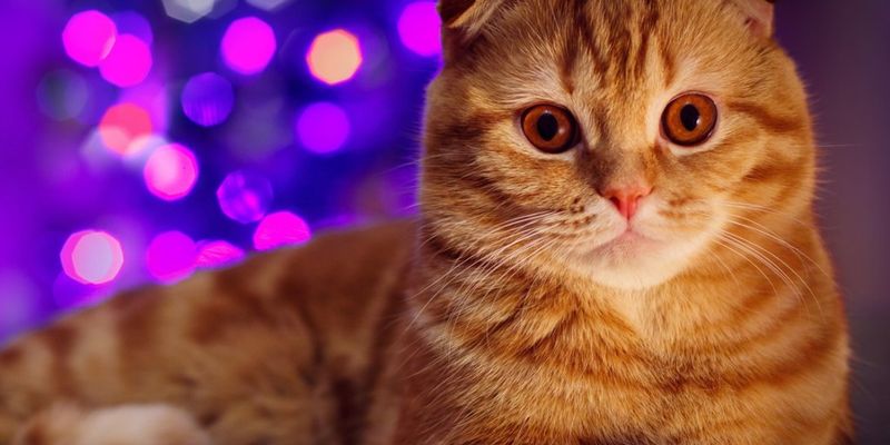 «Пушистых особо привлекает «дождик»: украшайте новогоднюю елку без присутствия кота