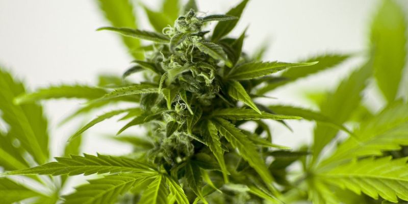 В Черкасской области любителя марихуаны могут посадить на 5 лет